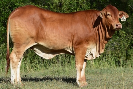 Bryvonlea Edina 2